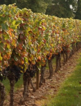 Domaine Lagrezette vines